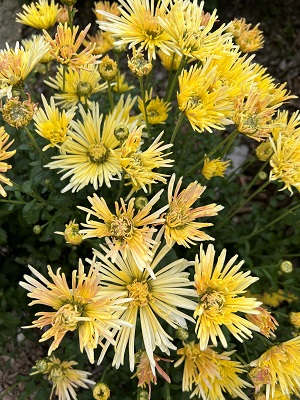 CHRYSANTHEMUM Joanette